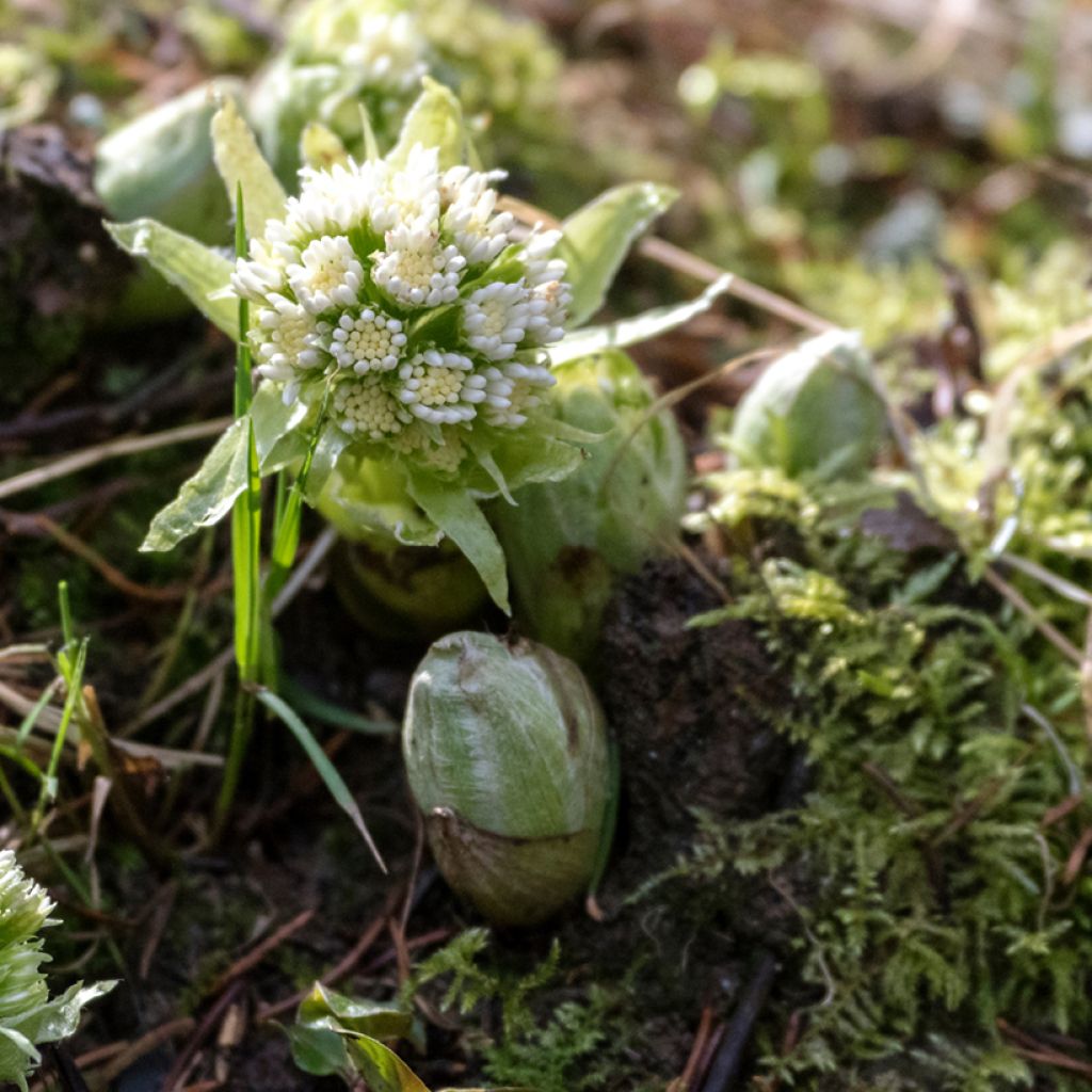 Petasites albus