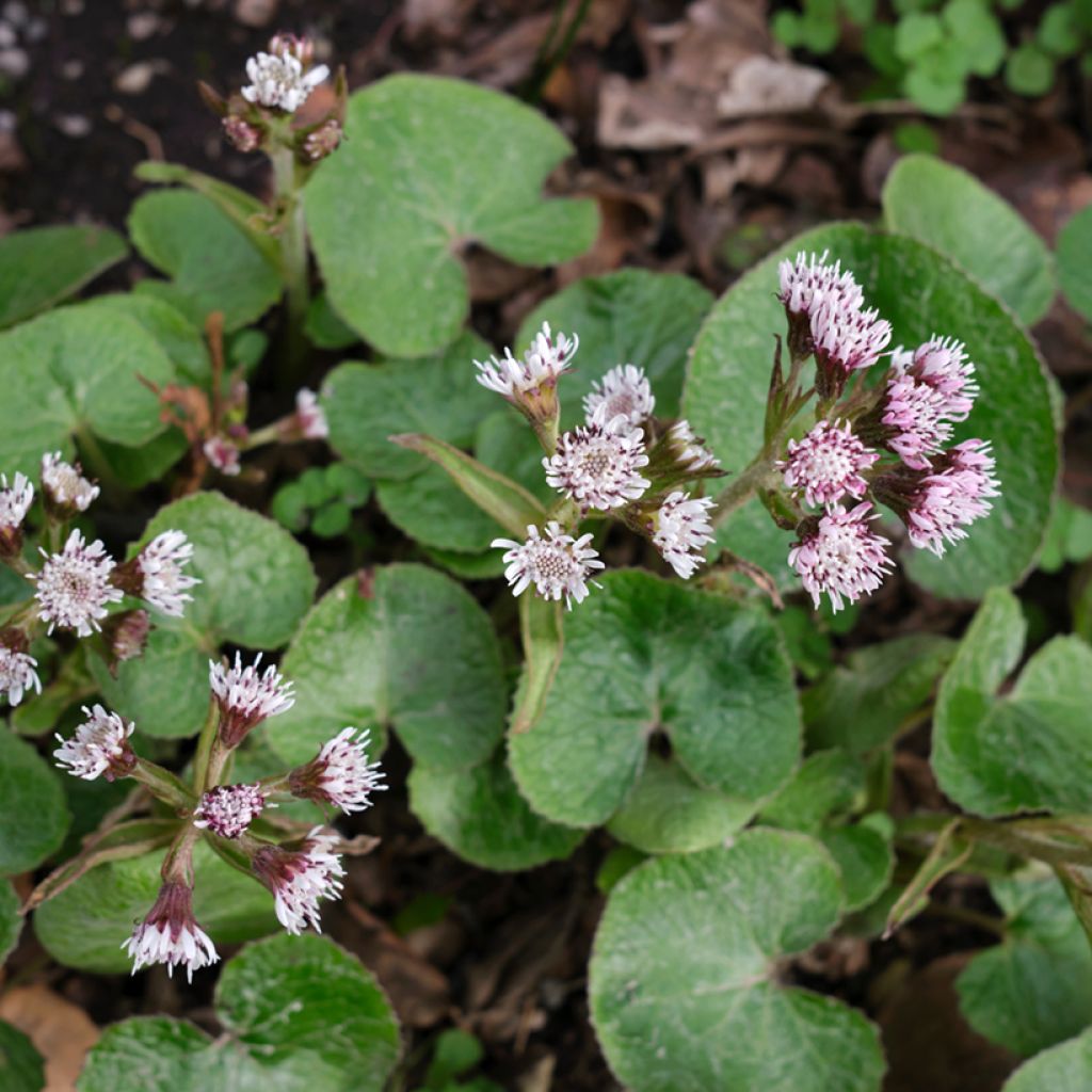 Petasites fragrans 