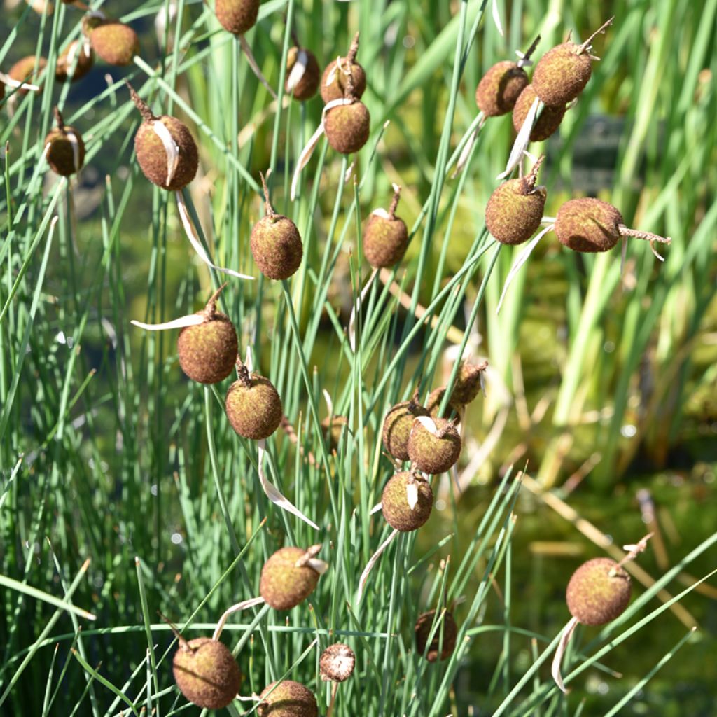 Typha minima 