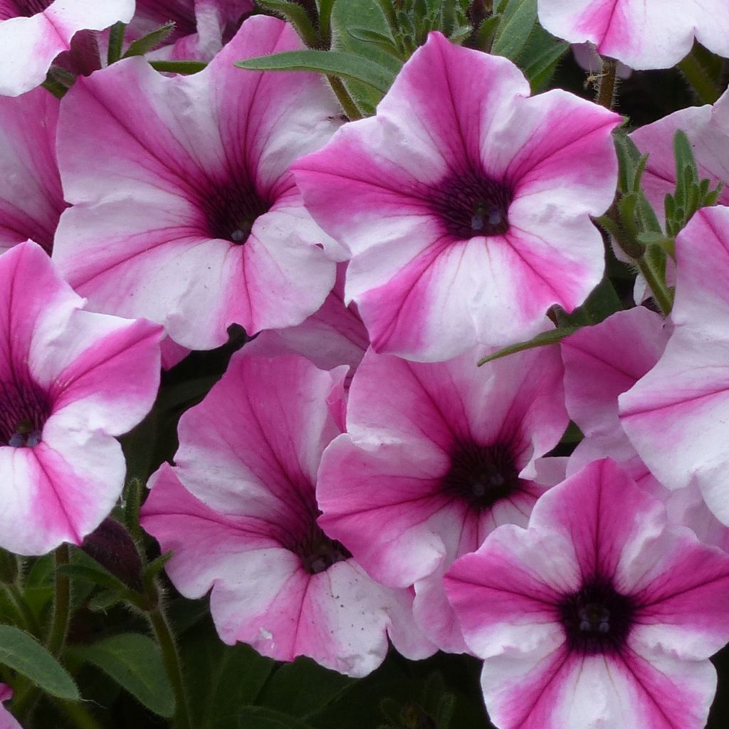 Petunia Pink Star