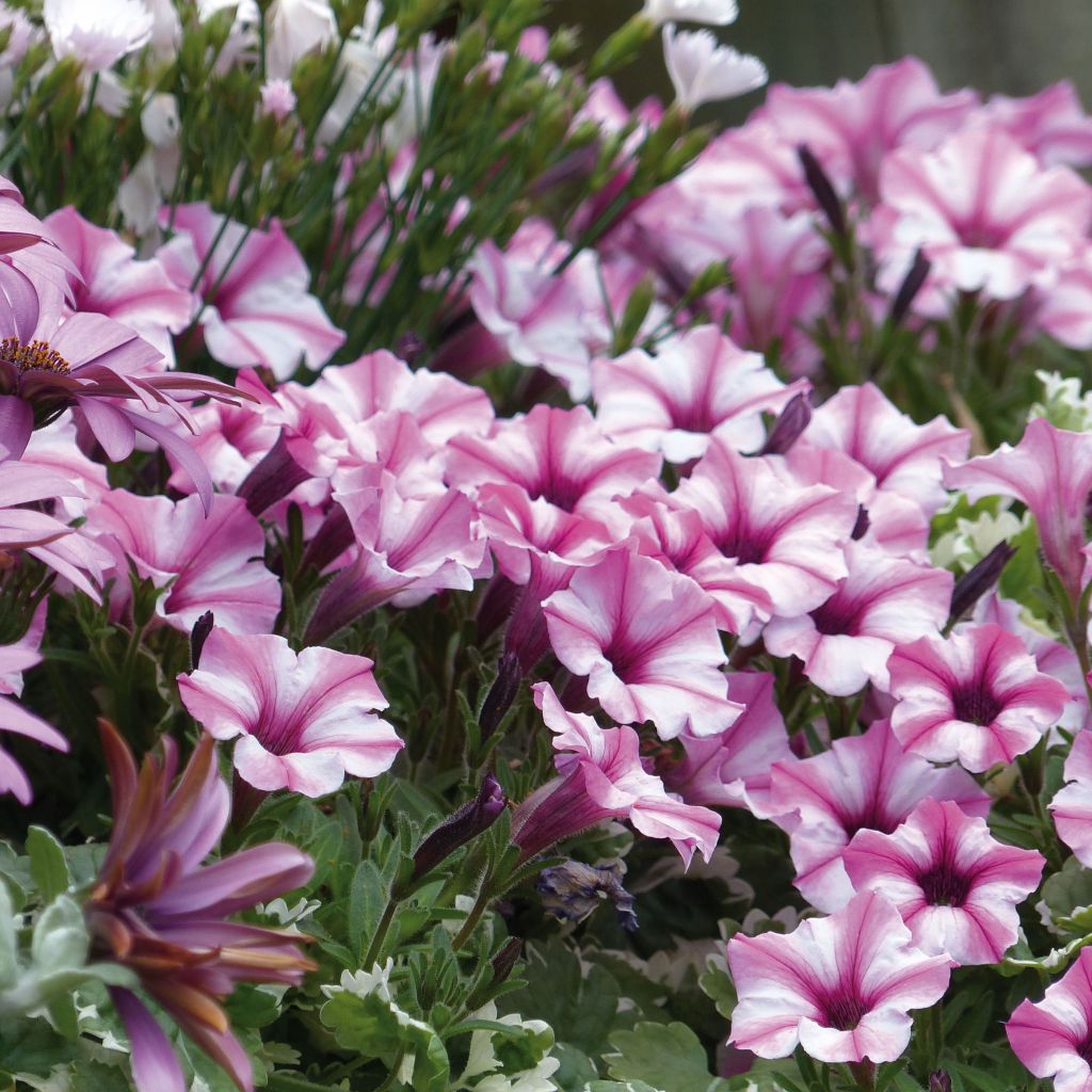 Petunia Pink Star