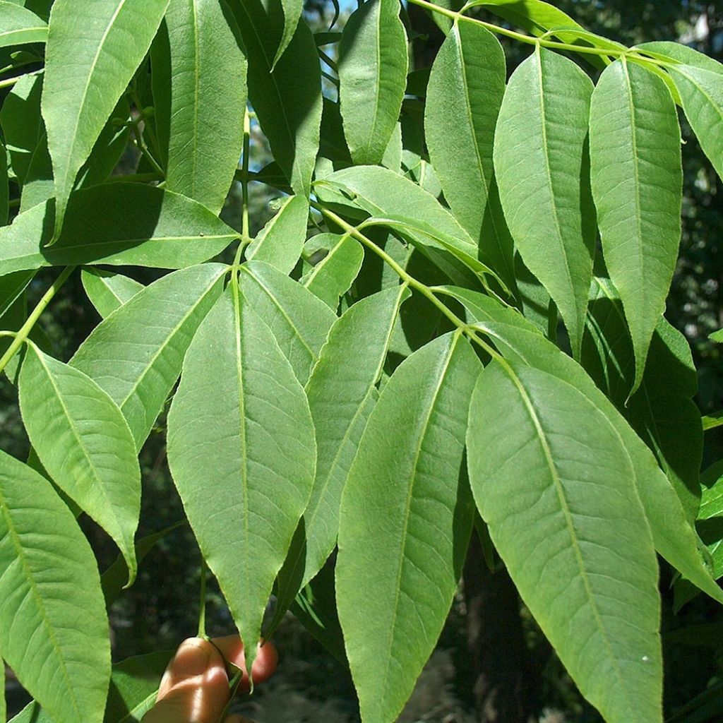 Phellodendron amurense