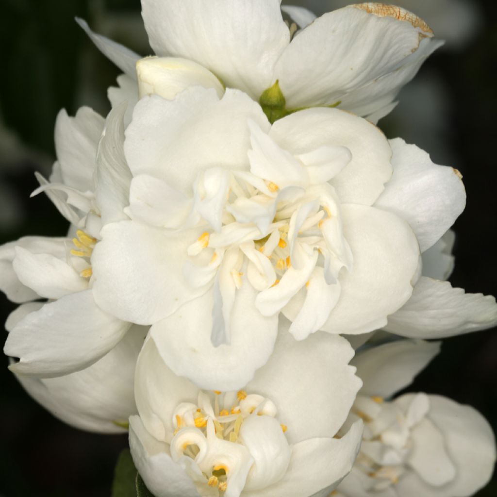 Philadelphus coronarius Justynka - Mock Orange