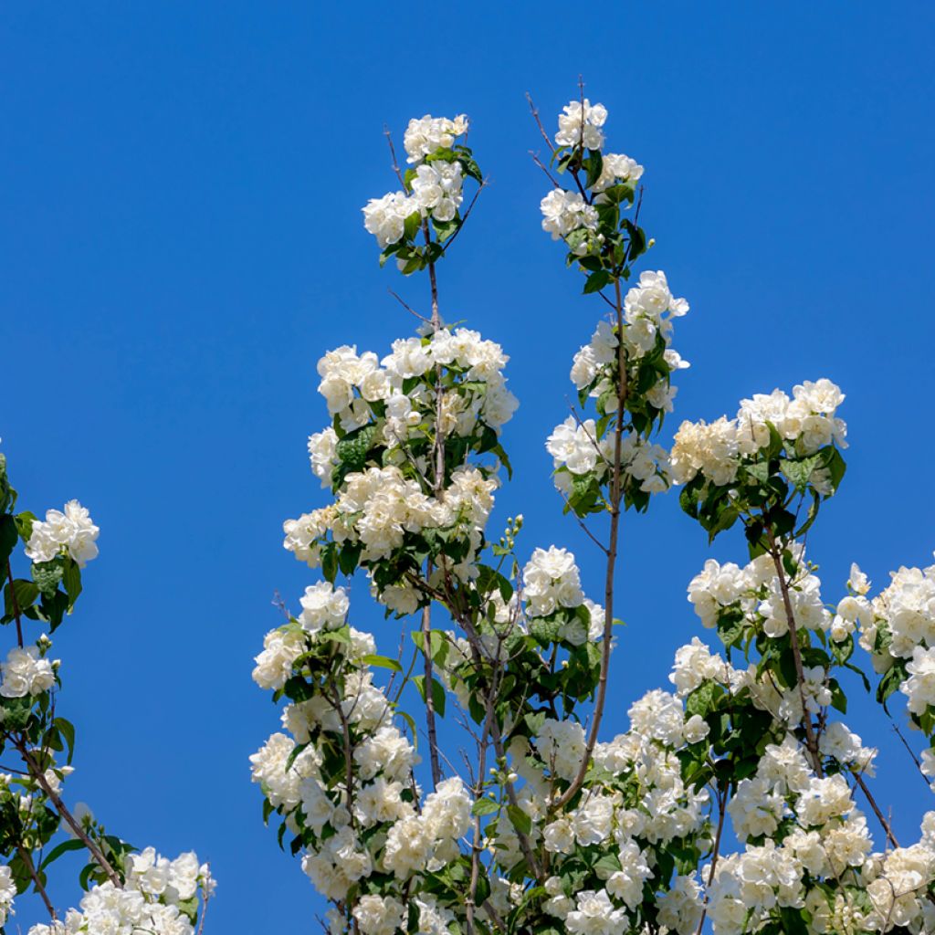 Philadelphus Virginal - Mock Orange