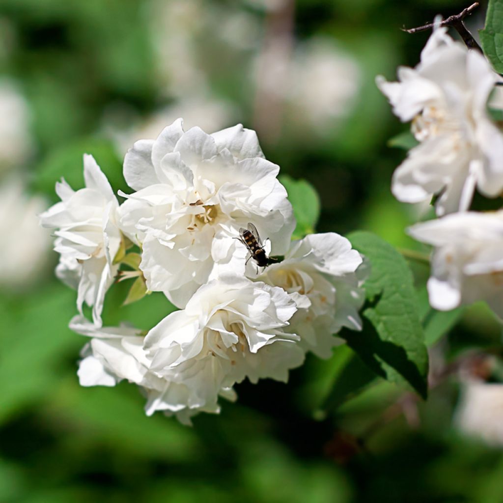 Philadelphus Virginal - Mock Orange