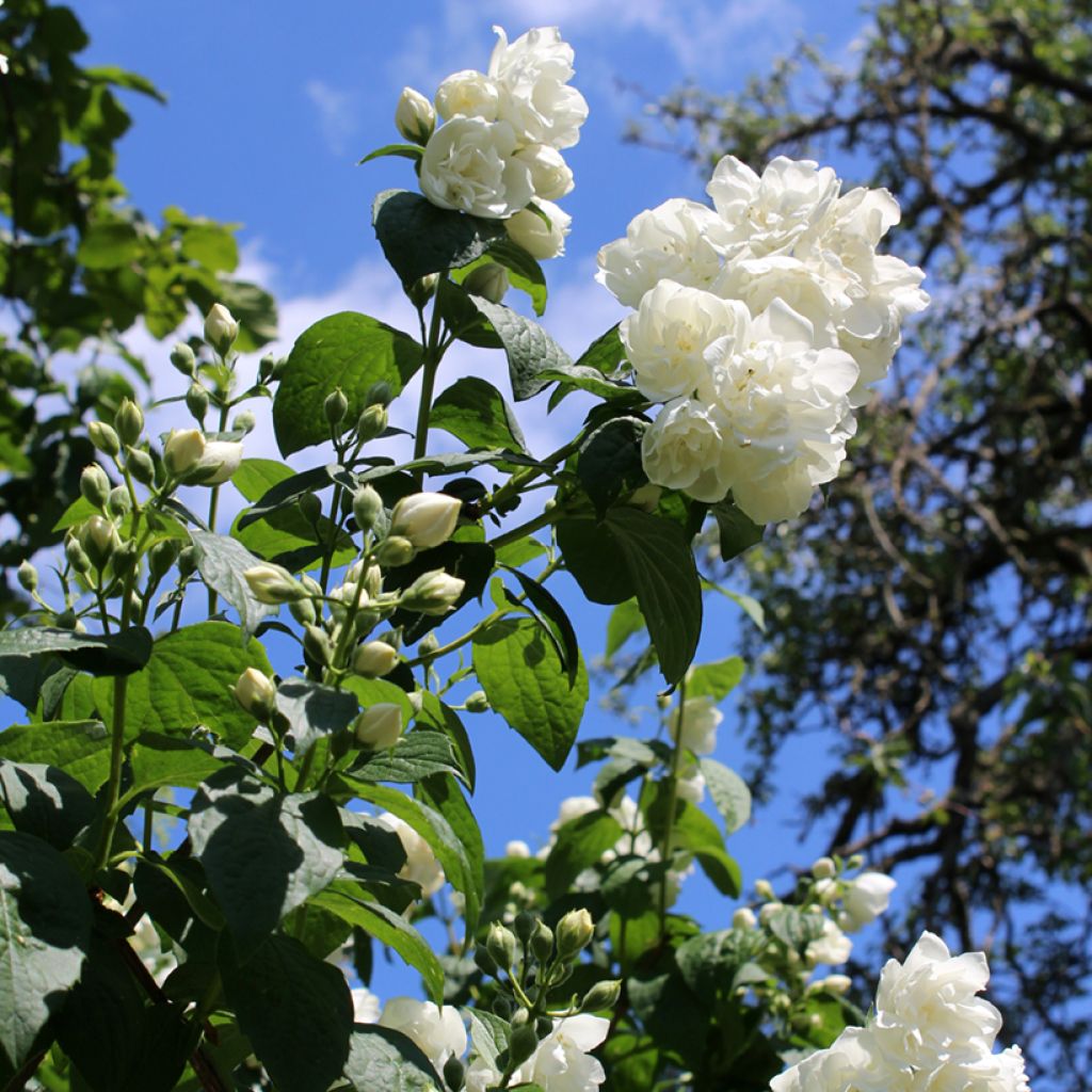 Philadelphus Virginal - Mock Orange