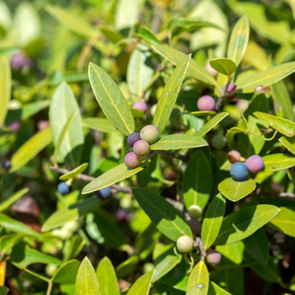 Phillyrea latifolia - Green Olive Tree