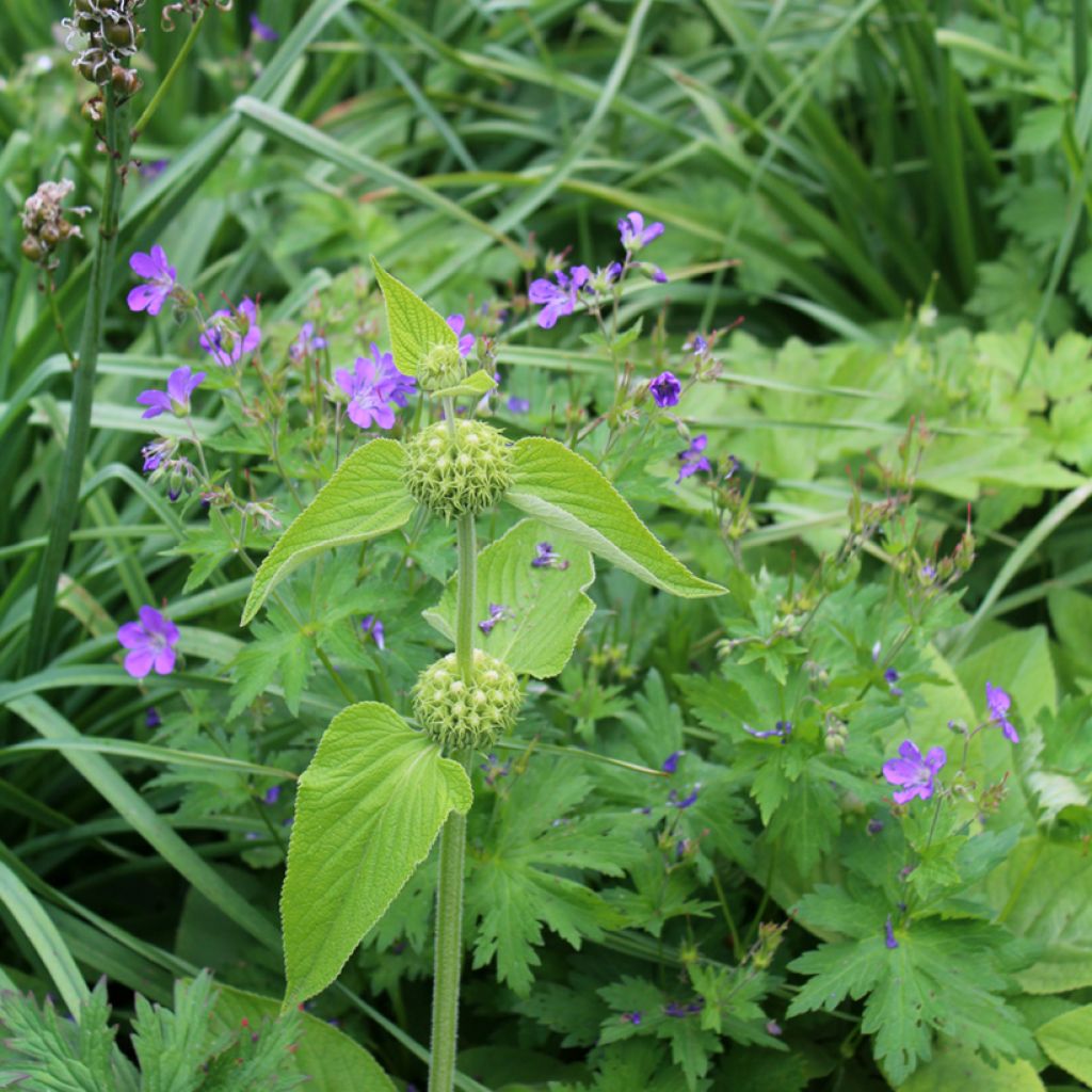 Phlomis russeliana - Jerusalem Sage