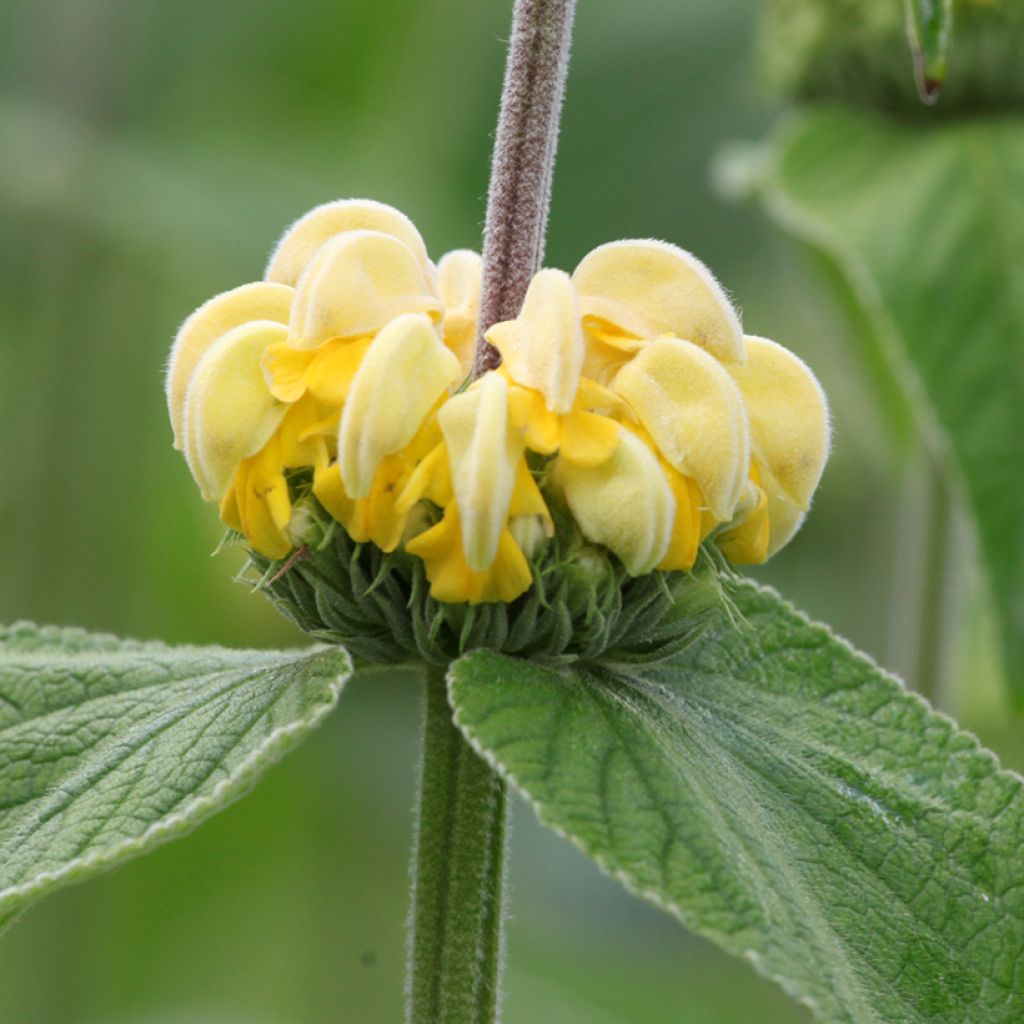 Phlomis russeliana - Jerusalem Sage