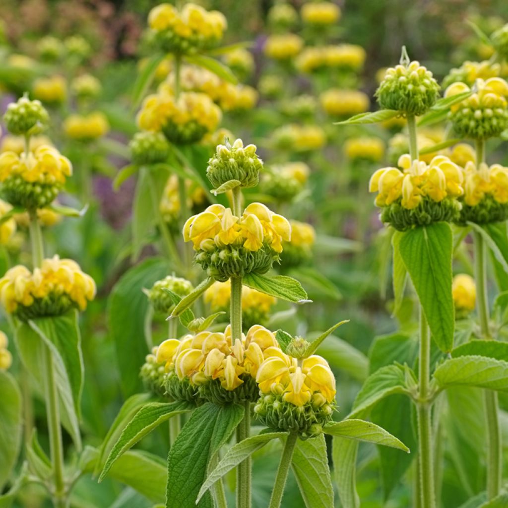 Phlomis russeliana - Jerusalem Sage