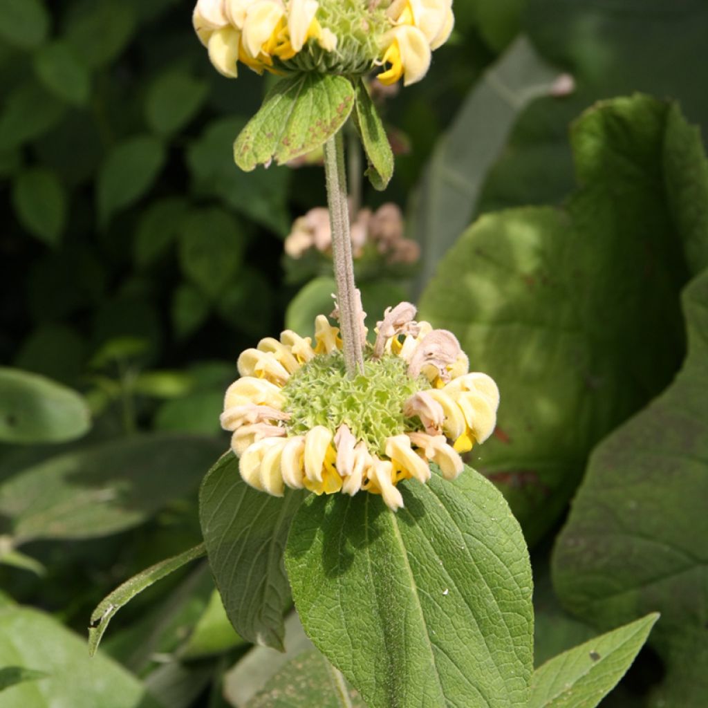 Phlomis fruticosa - Jerusalem Sage