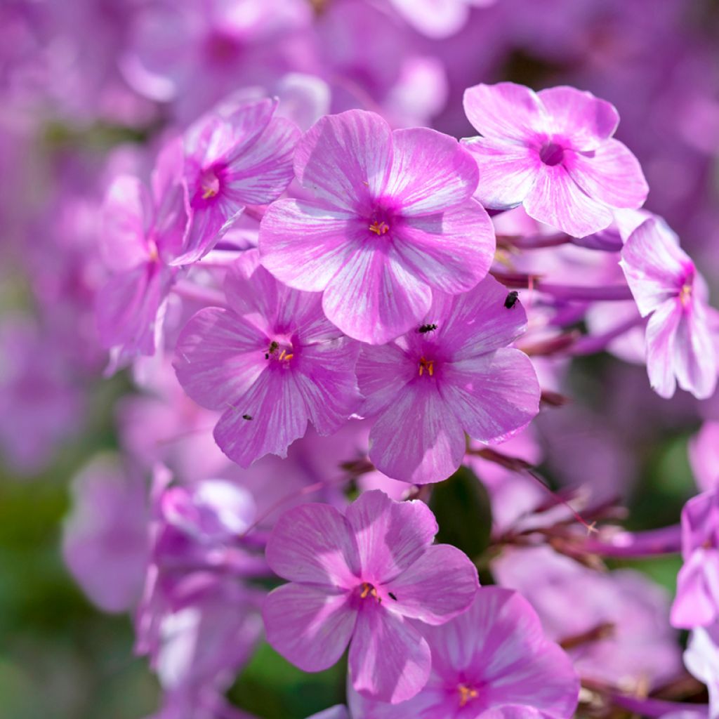 Phlox maculata Alpha