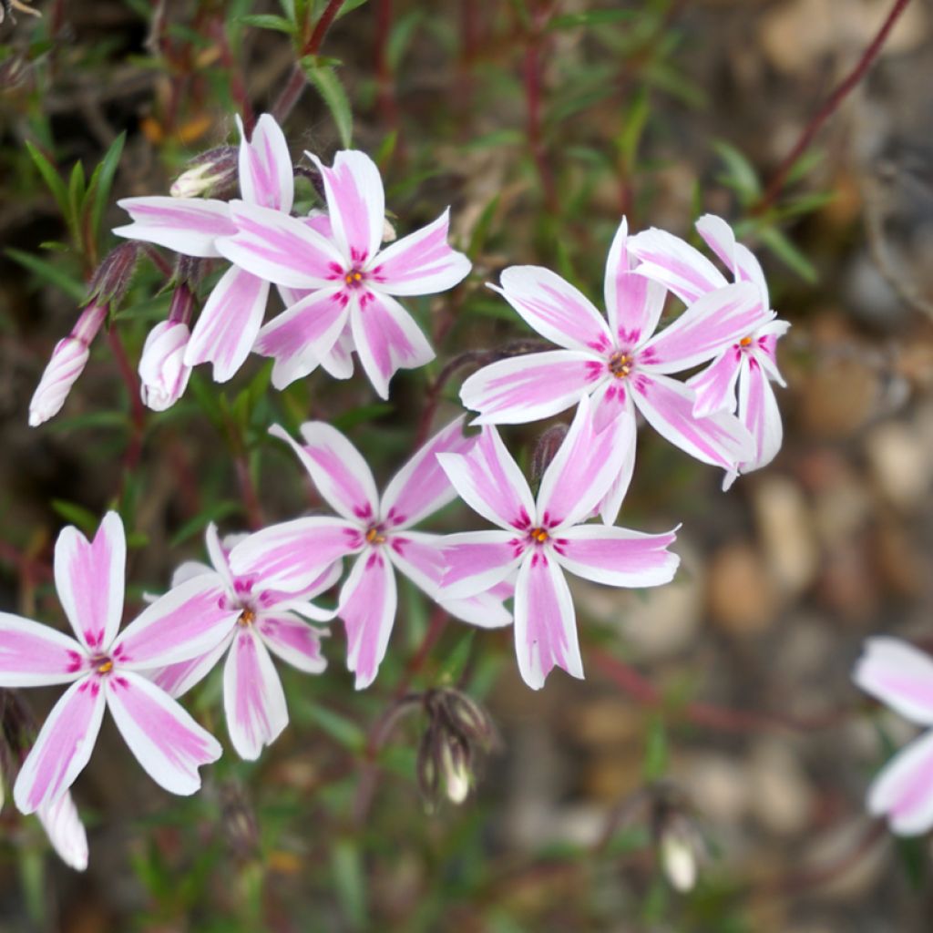 Phlox subulata Candy Stripes