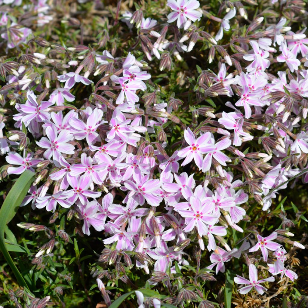 Phlox subulata Candy Stripes