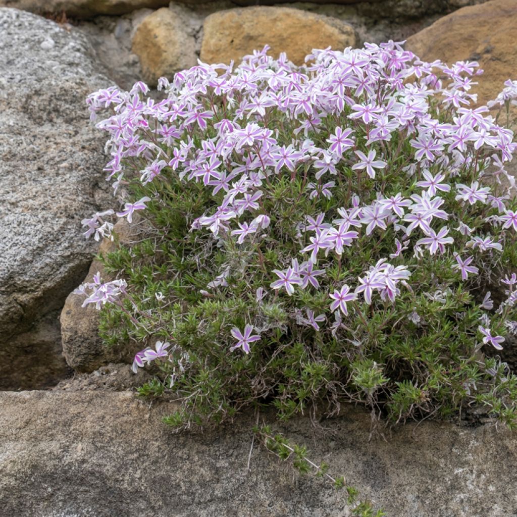 Phlox subulata Candy Stripes