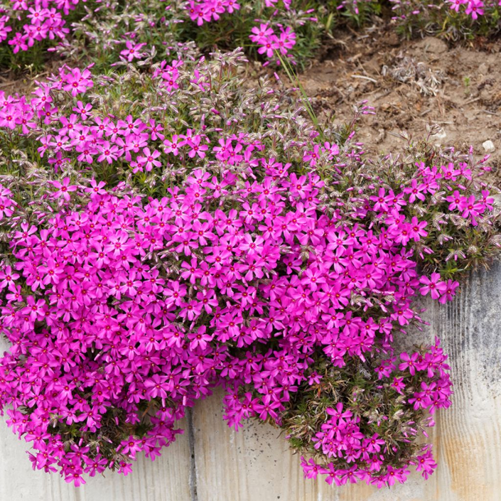 Phlox subulata Scarlet Flame