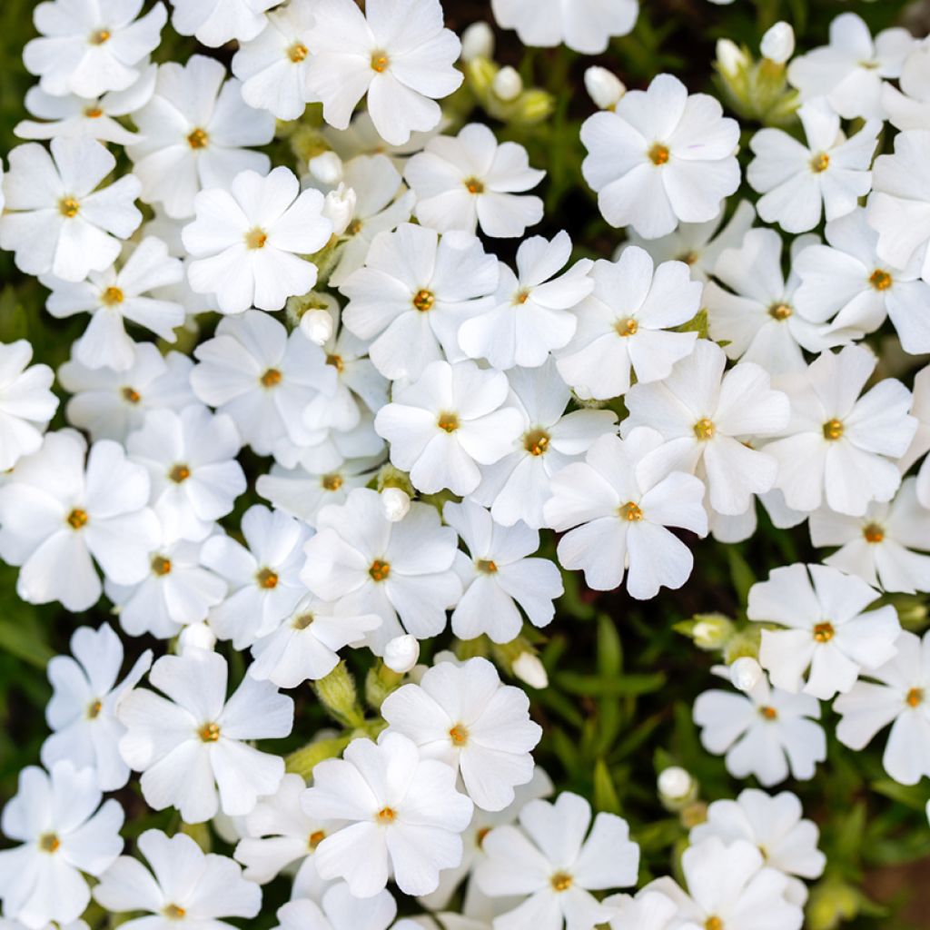 Phlox subulata White Delight