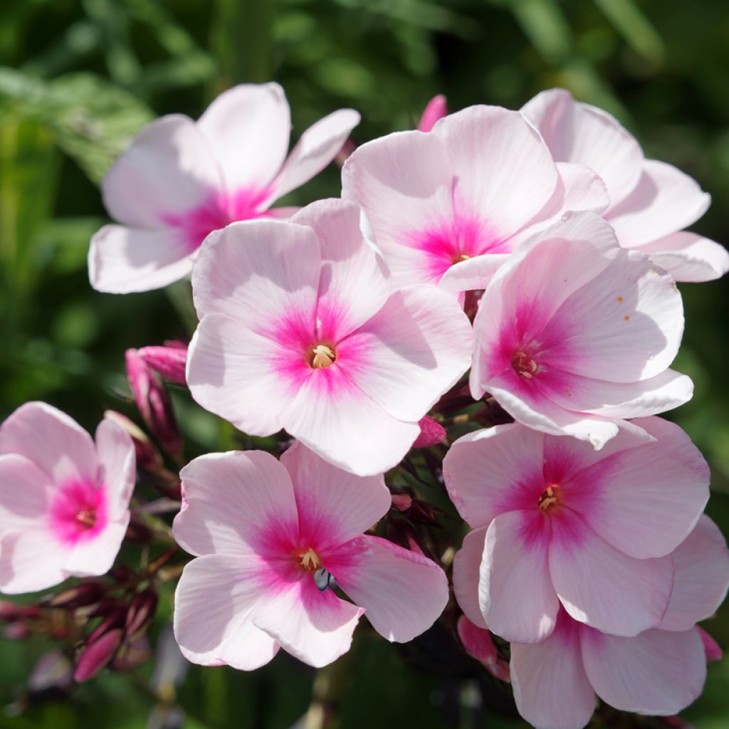 Phlox paniculata Bright Eyes