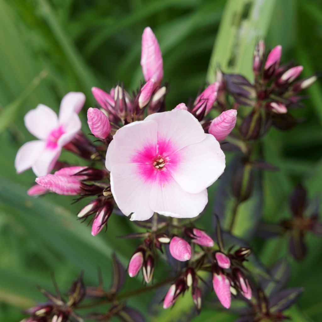 Phlox paniculata Bright Eyes