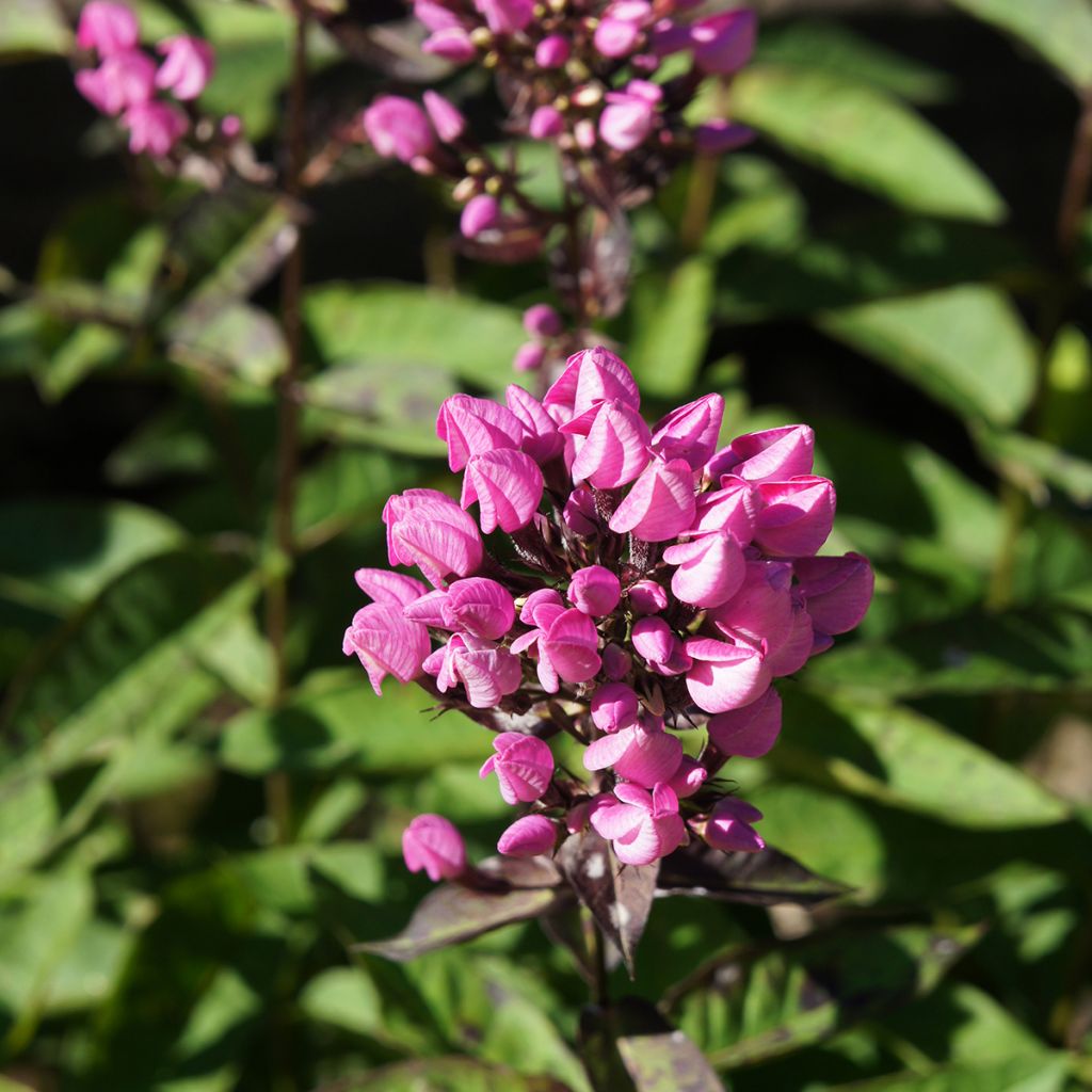 Phlox paniculata Butonik