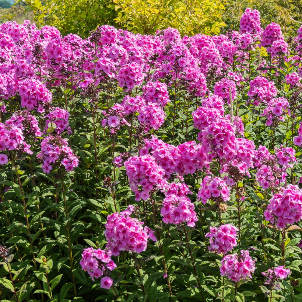 Phlox paniculata Eva Cullum