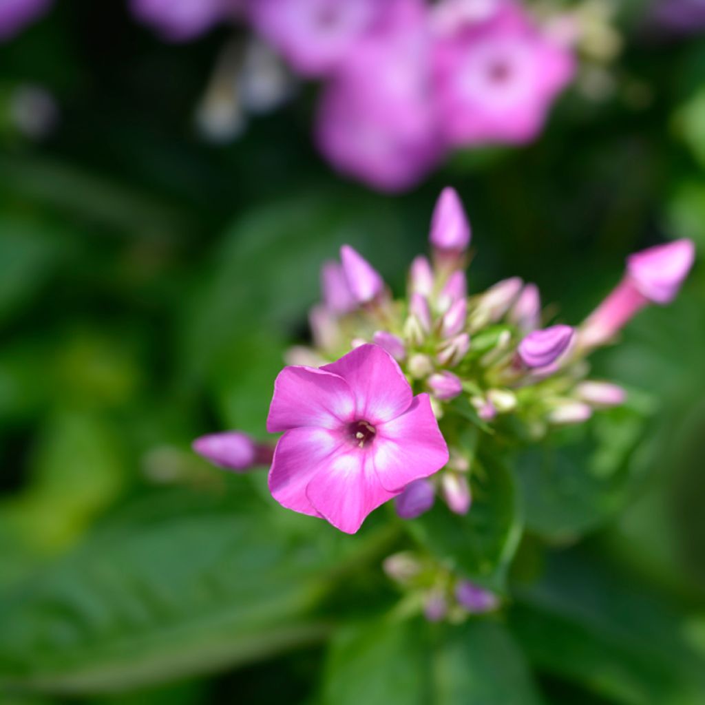 Phlox paniculata Purple Eye Flame