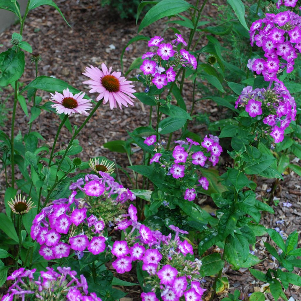 Phlox paniculata Uspech