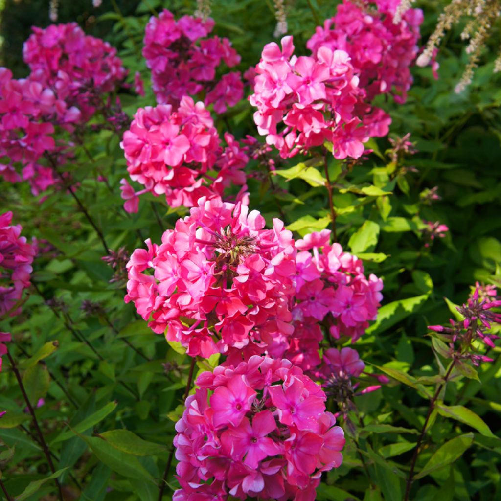 Phlox paniculata Windsor