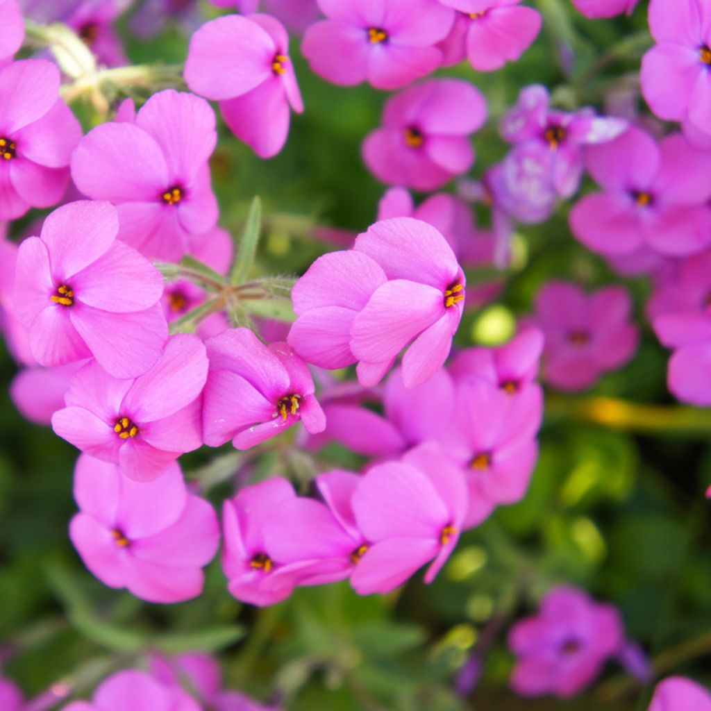 Phlox stolonifera Home Fires