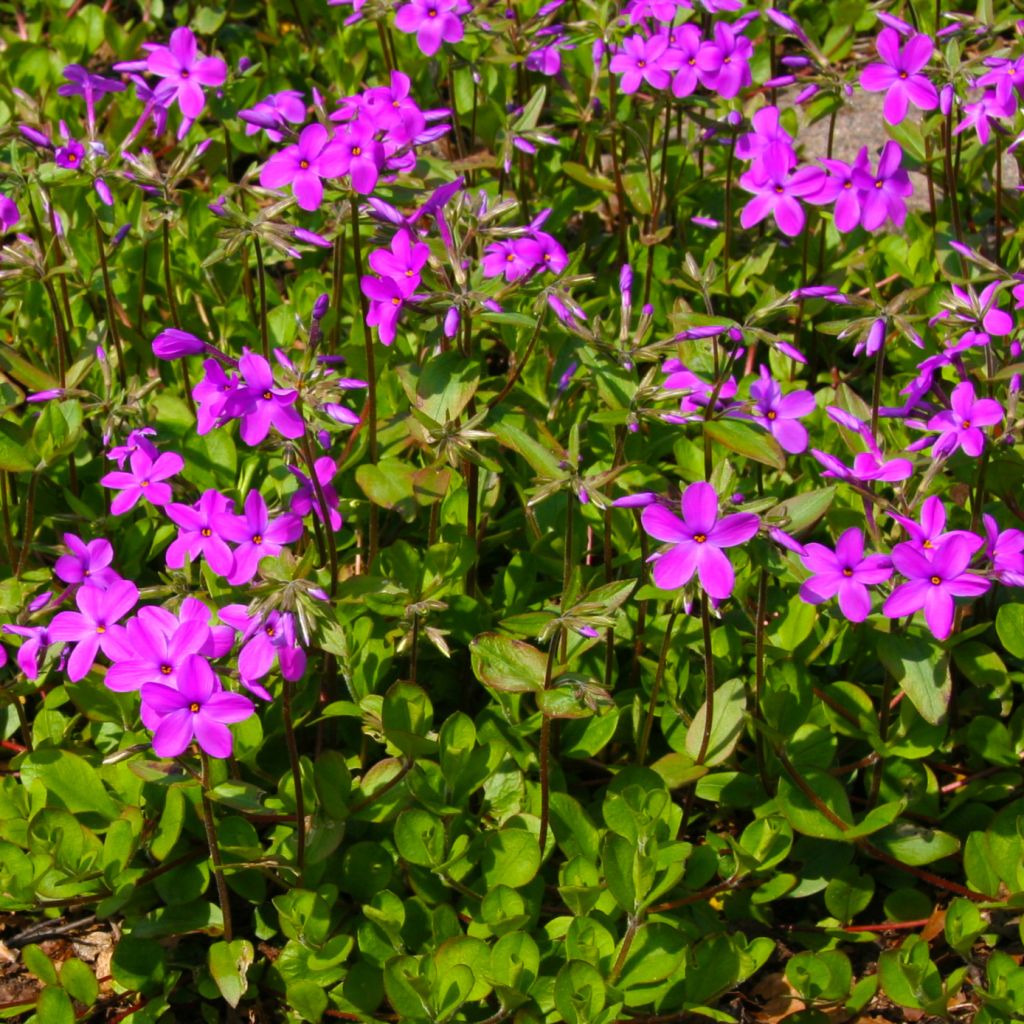 Phlox stolonifera Purpurea