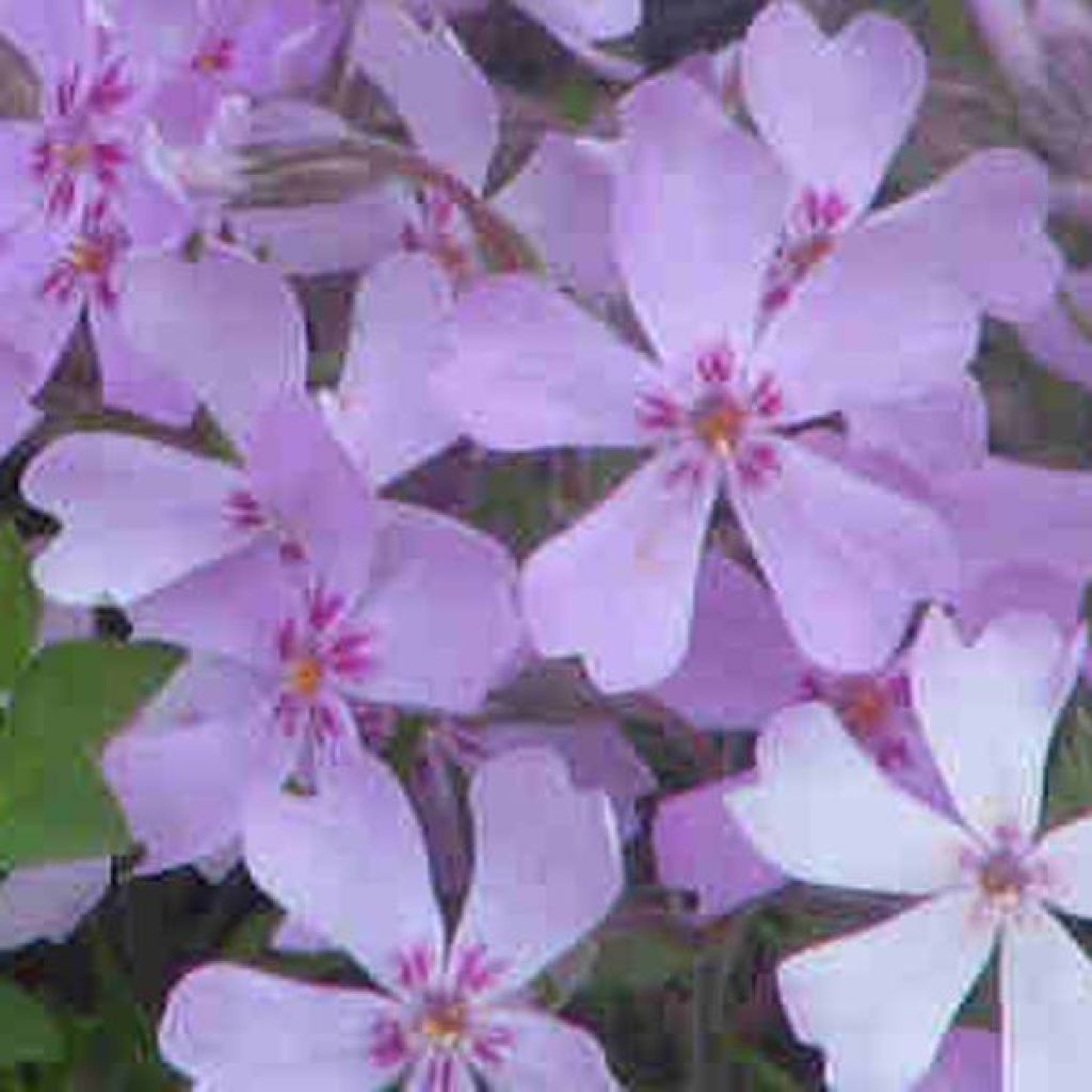 Phlox stolonifera Sherwood purple