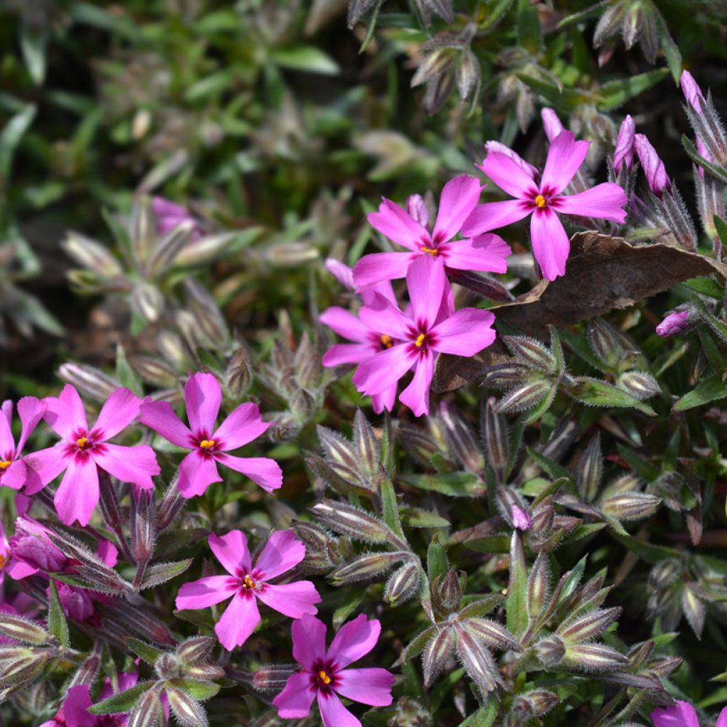 Phlox subulata Atropurpurea