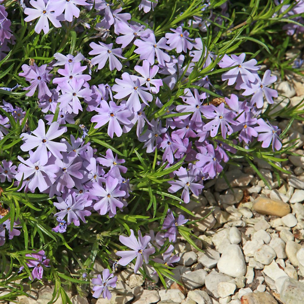 Phlox subulata Cushion Blue