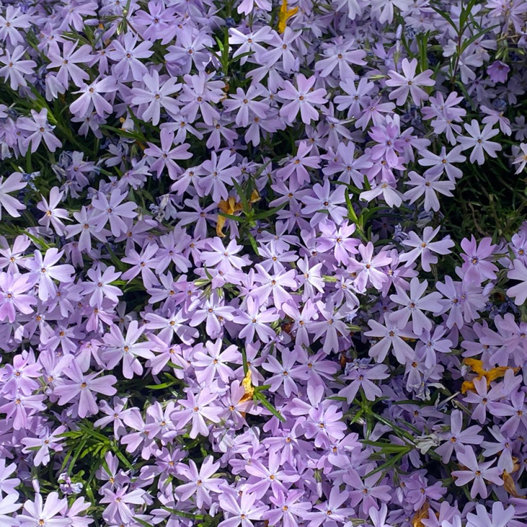 Phlox subulata Cushion Blue