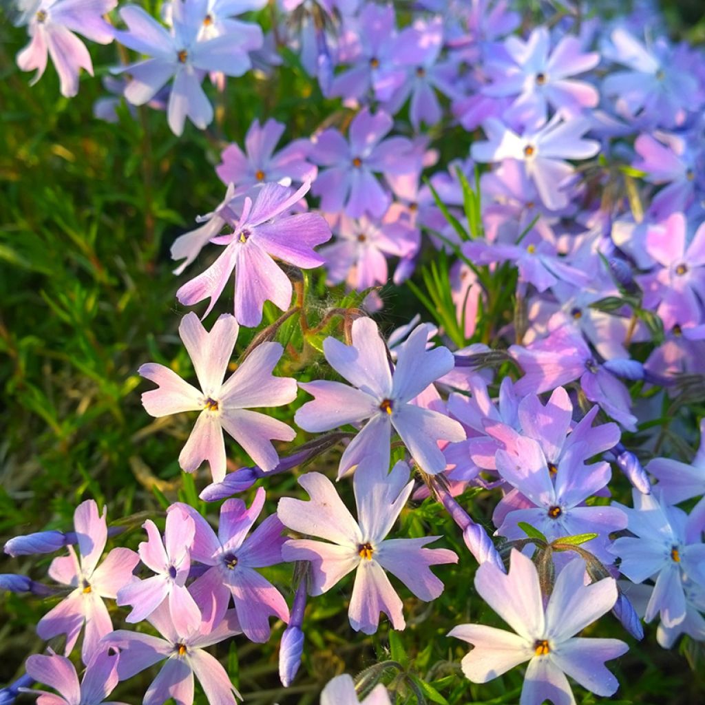 Phlox subulata Cushion Blue