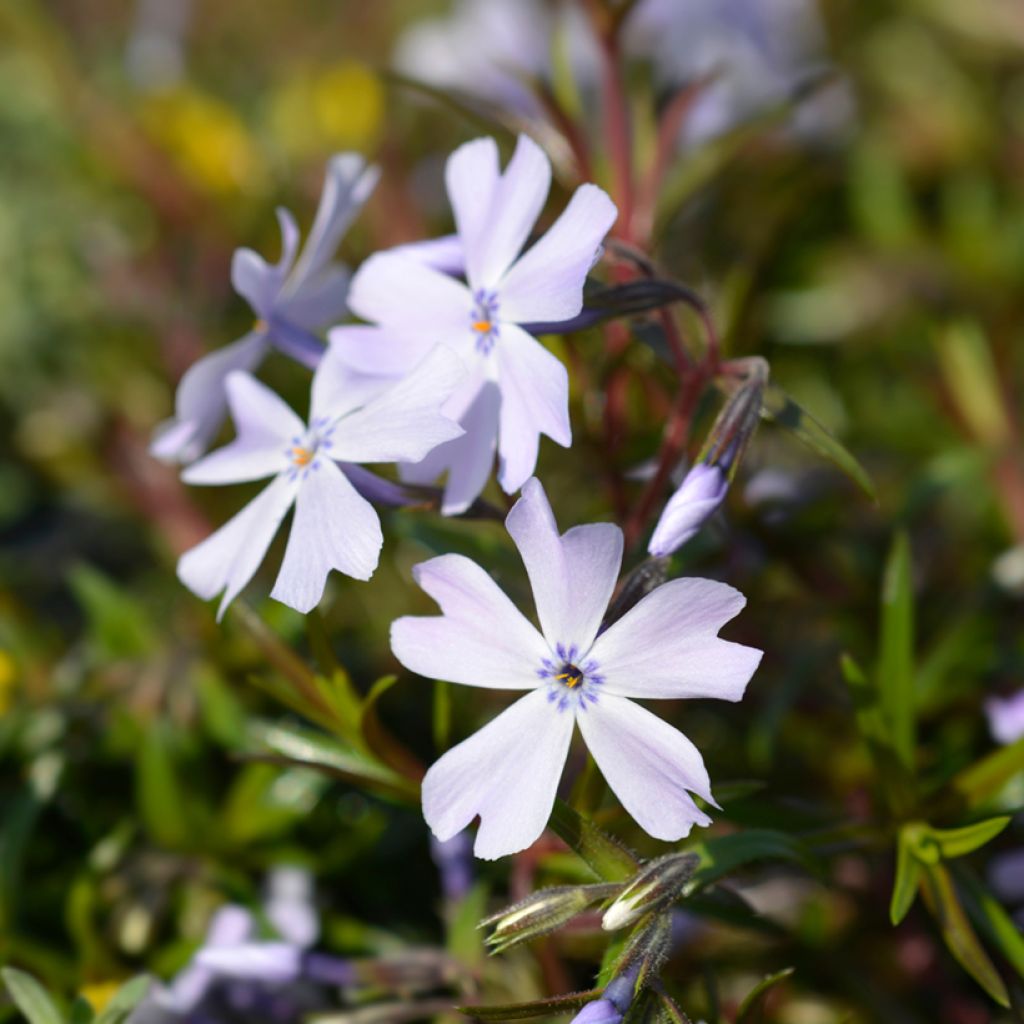 Phlox subulata Cushion Blue