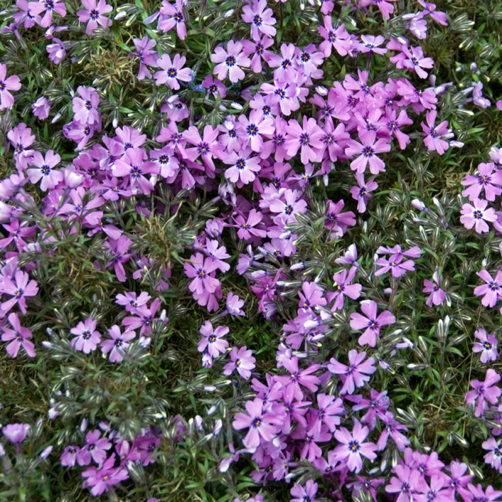 Phlox subulata Purple Beauty