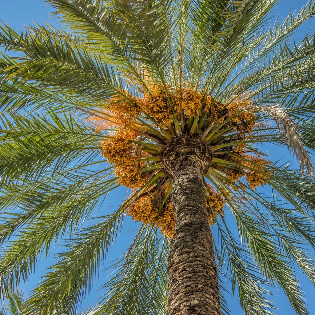 Phoenix dactylifera - Date Palm