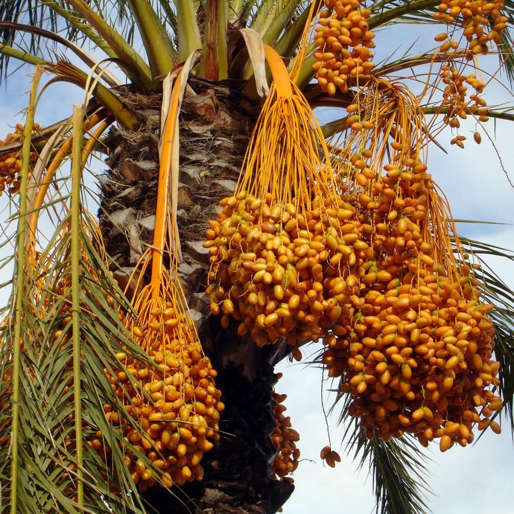 Phoenix dactylifera - Date Palm