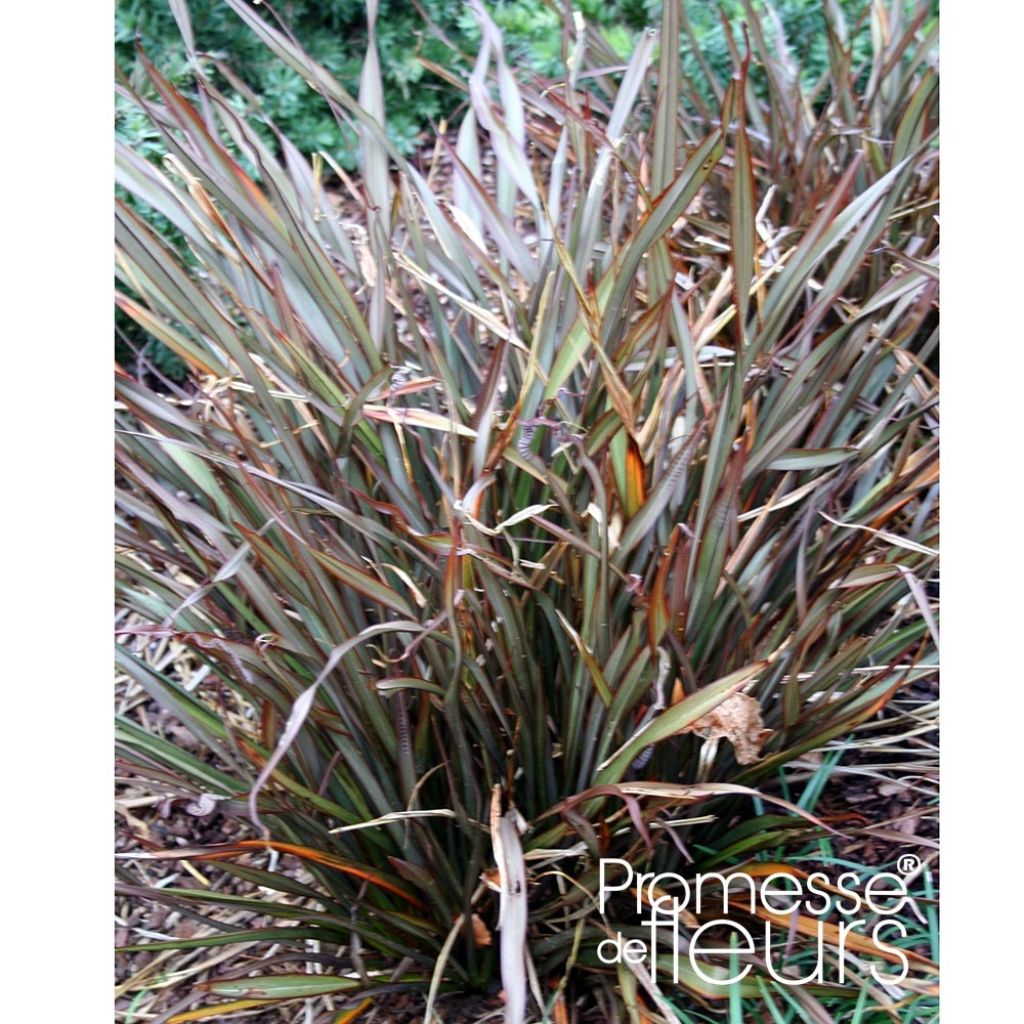 Phormium tenax Jack Spratt - New Zealand Flax