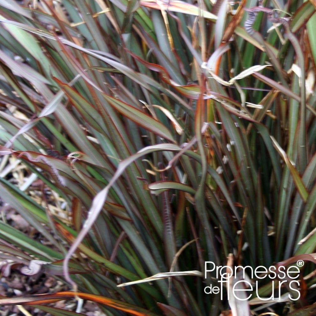 Phormium tenax Jack Spratt - New Zealand Flax