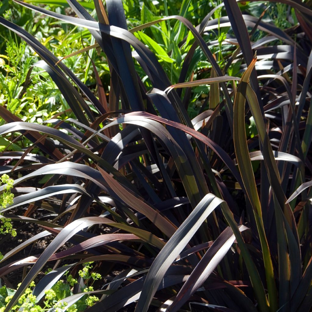 Phormium Platts Black