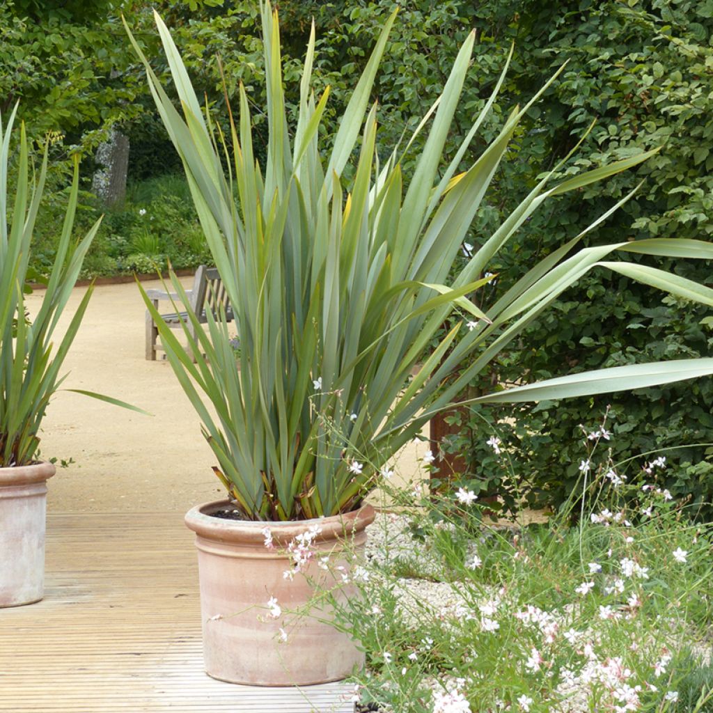 Phormium tenax - New Zealand Flax