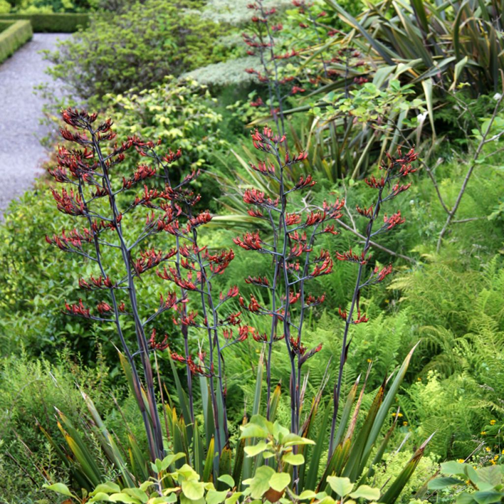 Phormium tenax - New Zealand Flax