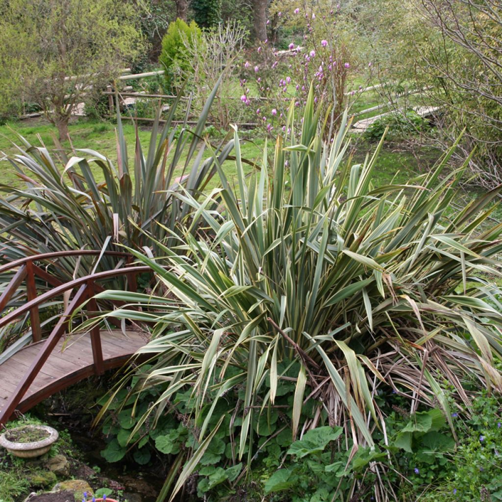 Phormium tenax - New Zealand Flax