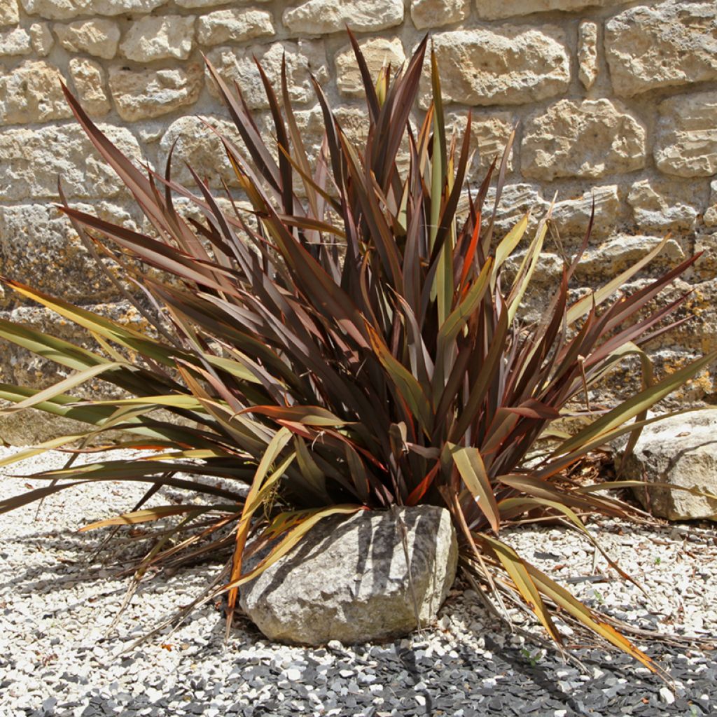 Phormium tenax Purpureum - New Zealand Flax