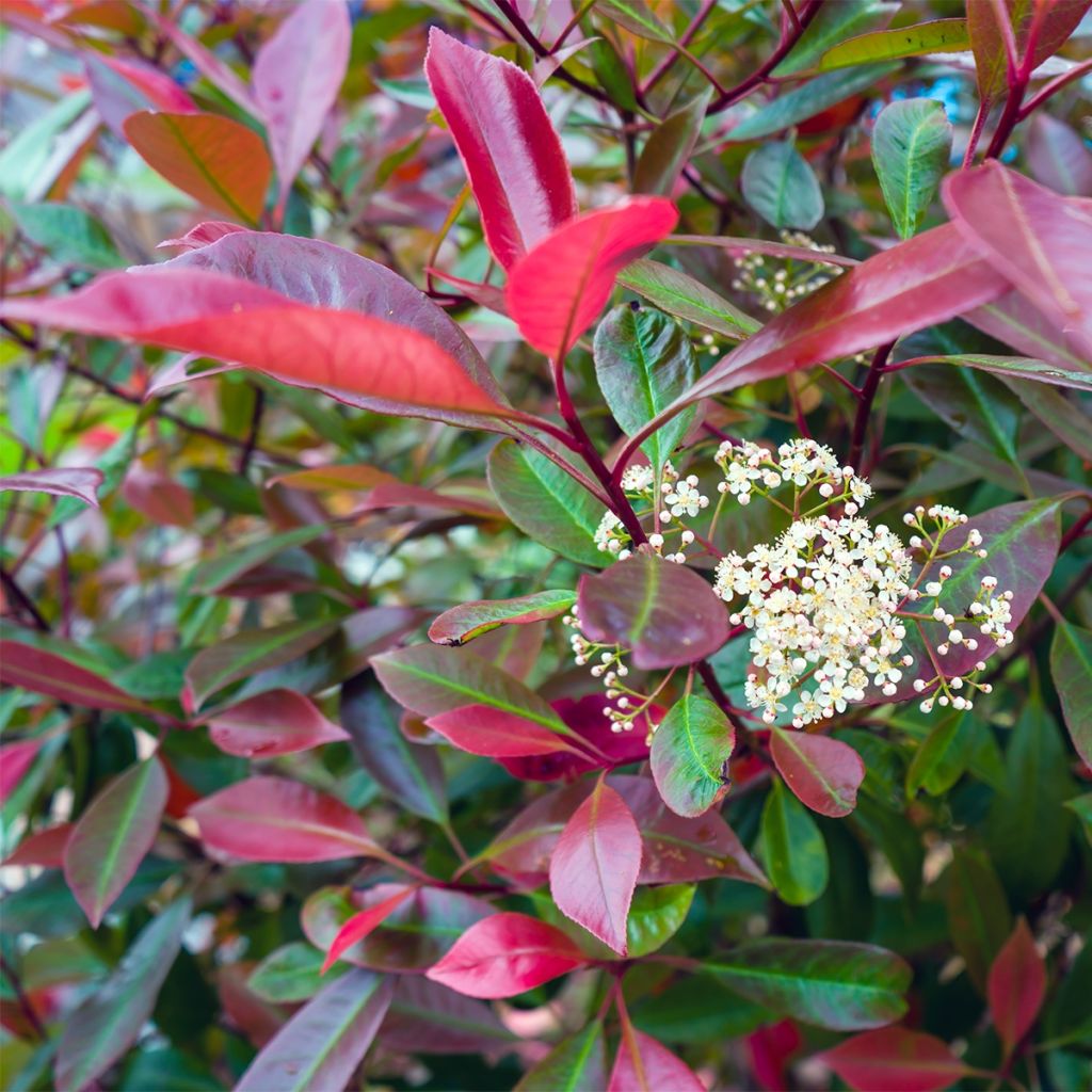 Photinia fraseri Baton Rouge - Christmas Berry