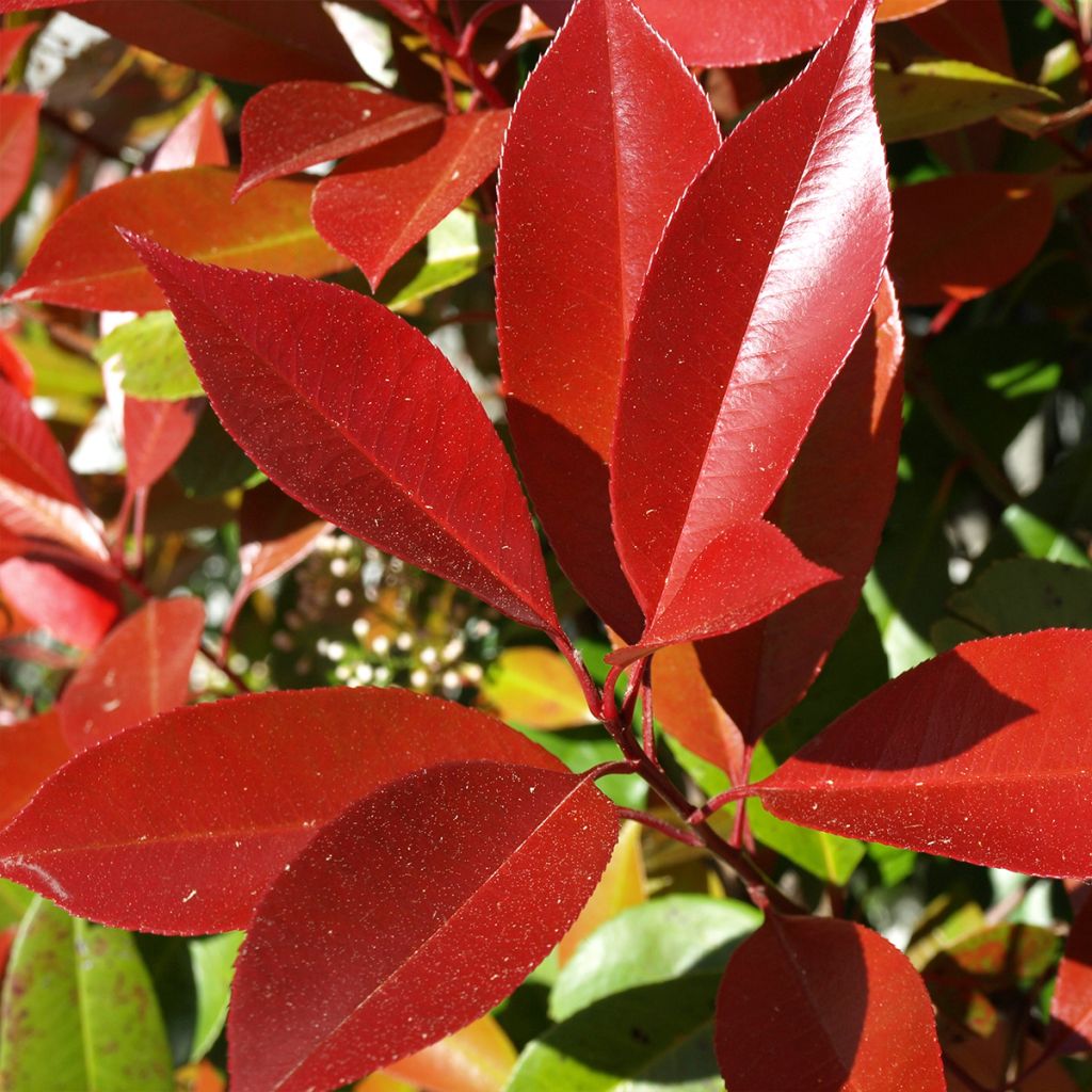 Photinia  fraseri Dynamo Red - Christmas Berry