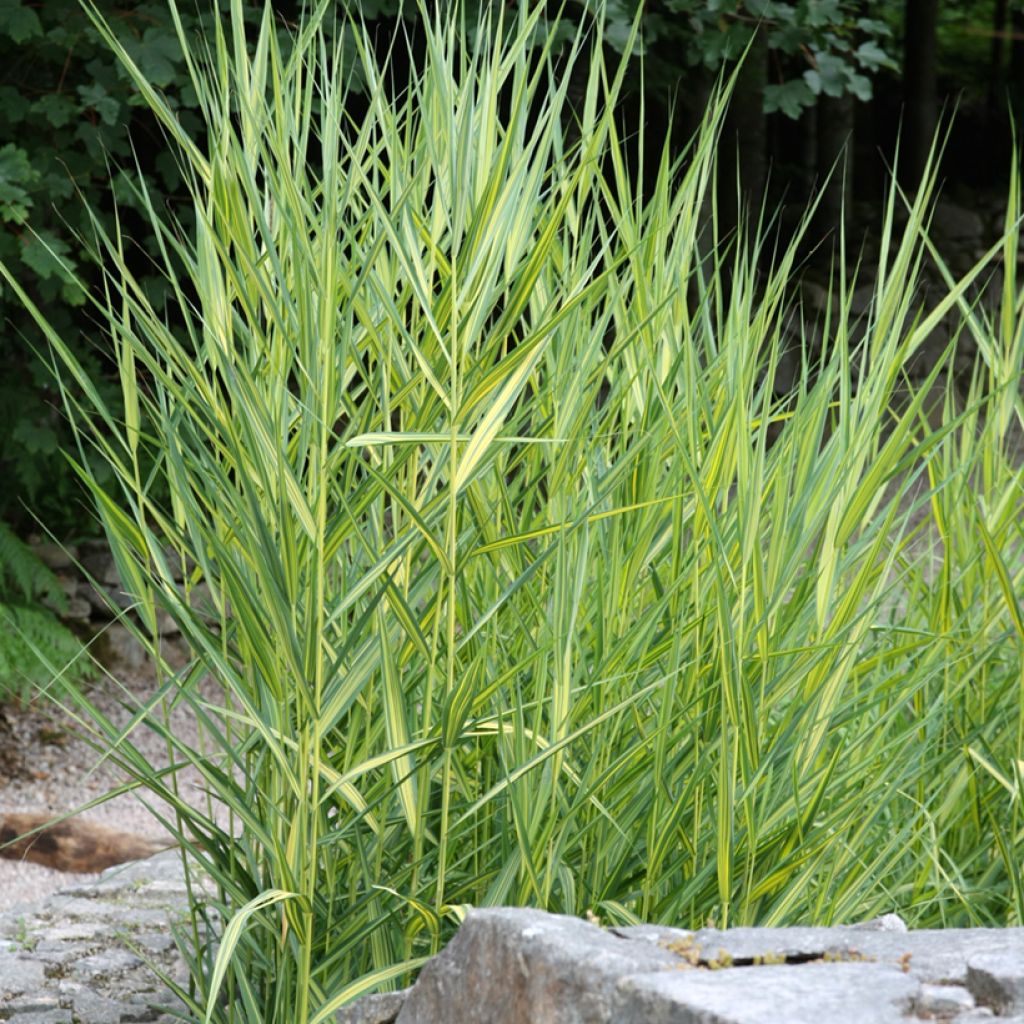 Phragmites australis Variegatus