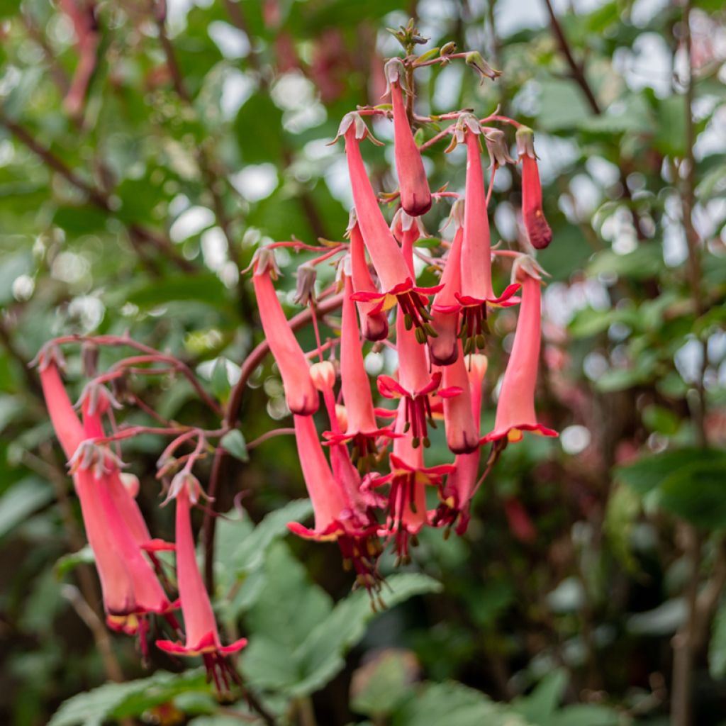 Phygelius capensis - Cape Fuchsia